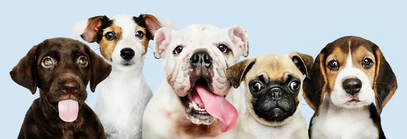 Políticas de mascotas